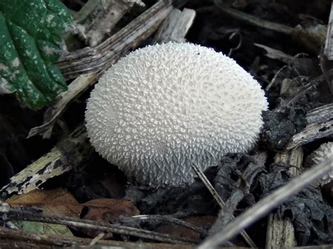 round puffball of white feathers chanel